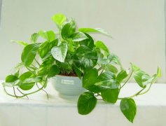佛山三水順德新房去甲醛的技巧有哪些？